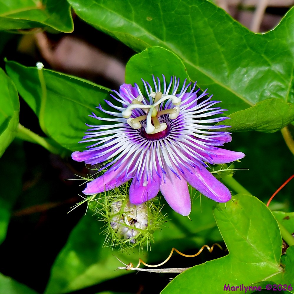DSC_5251_001.JPG