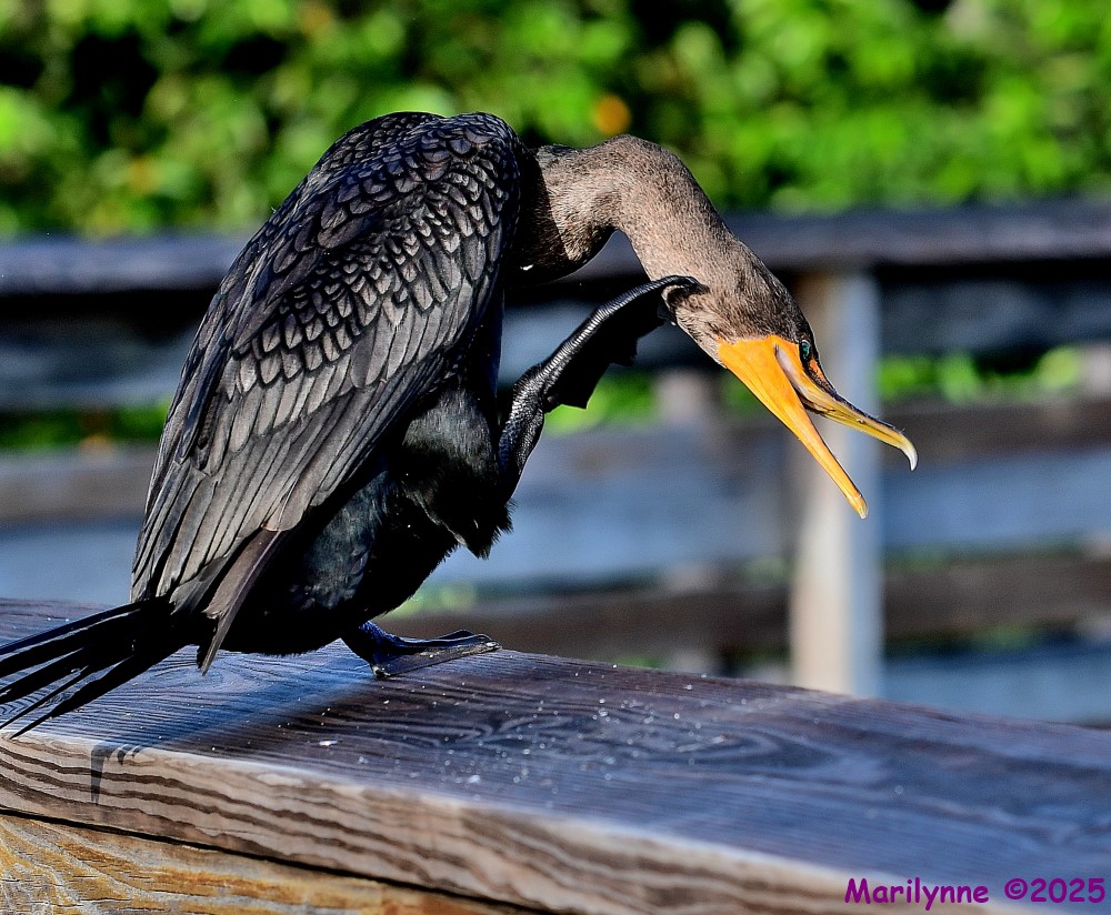 DSC_5253_001.JPG