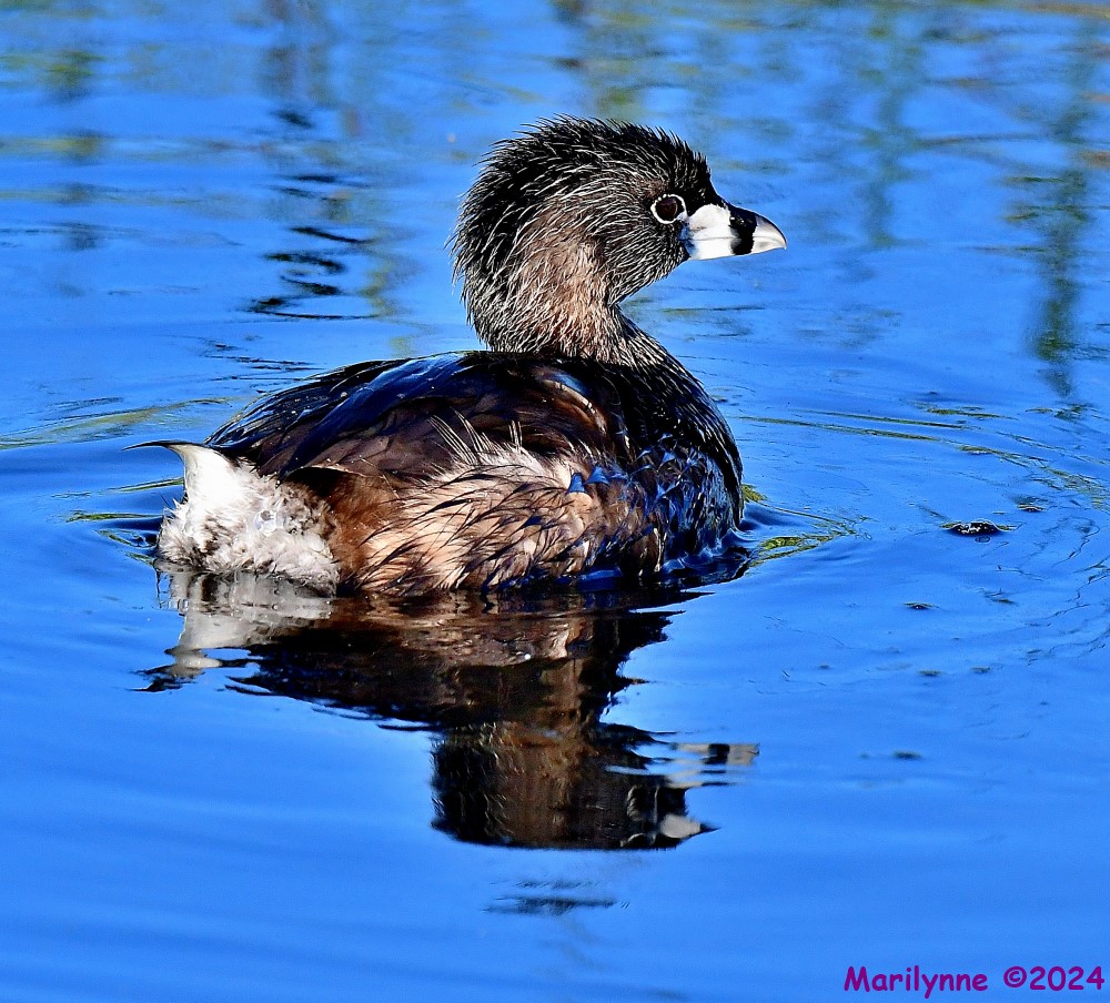 DSC_5254_001.JPG