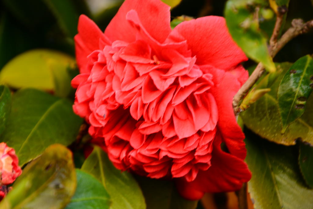 DSC_5255.jpg
