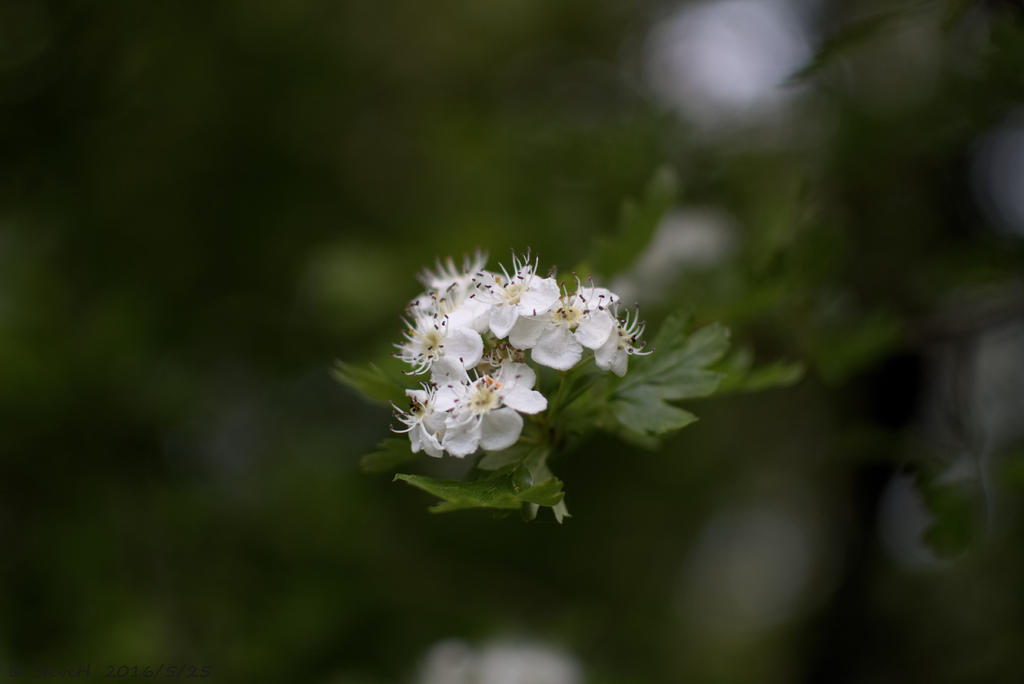 DSC_5255.jpg