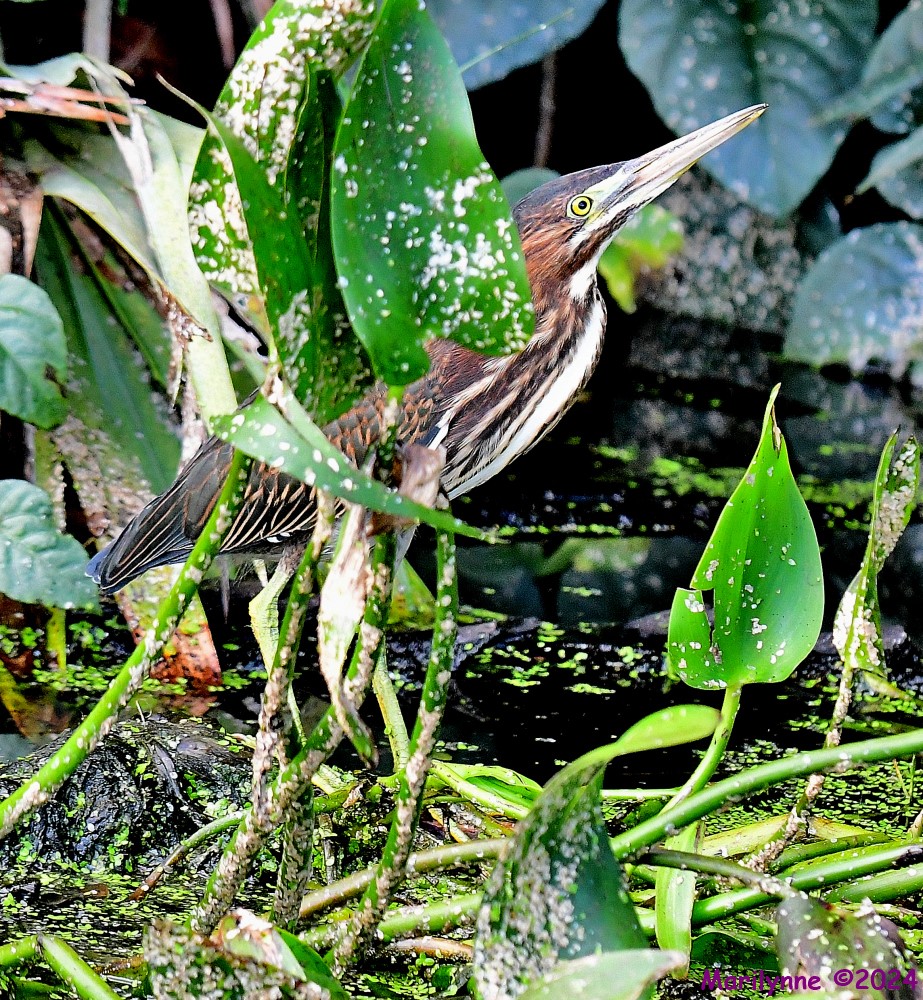 DSC_5257_001.JPG