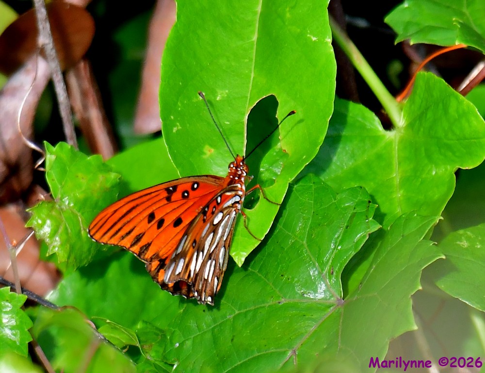 DSC_5257_001.JPG