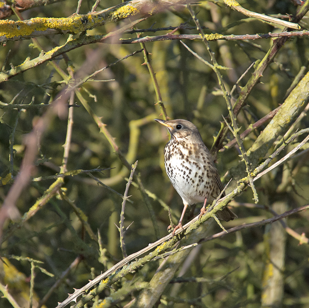 DSC_5260.jpg