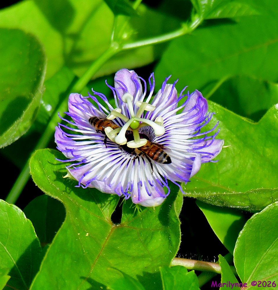 DSC_5263_001.JPG