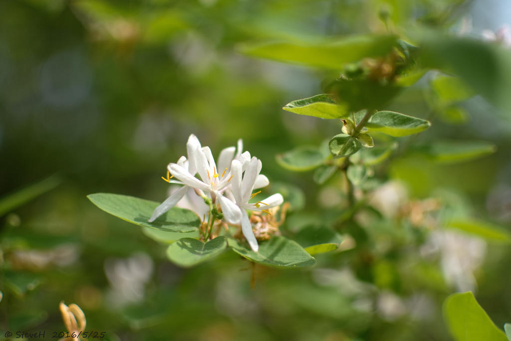 DSC_5265.jpg