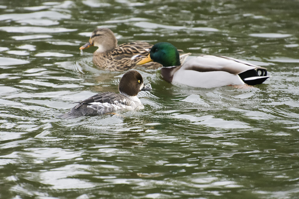 DSC_5267.jpg