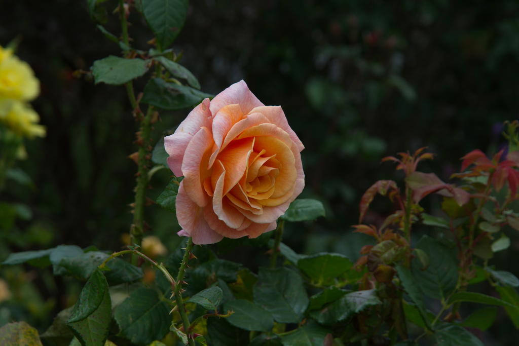 DSC_5267.jpg