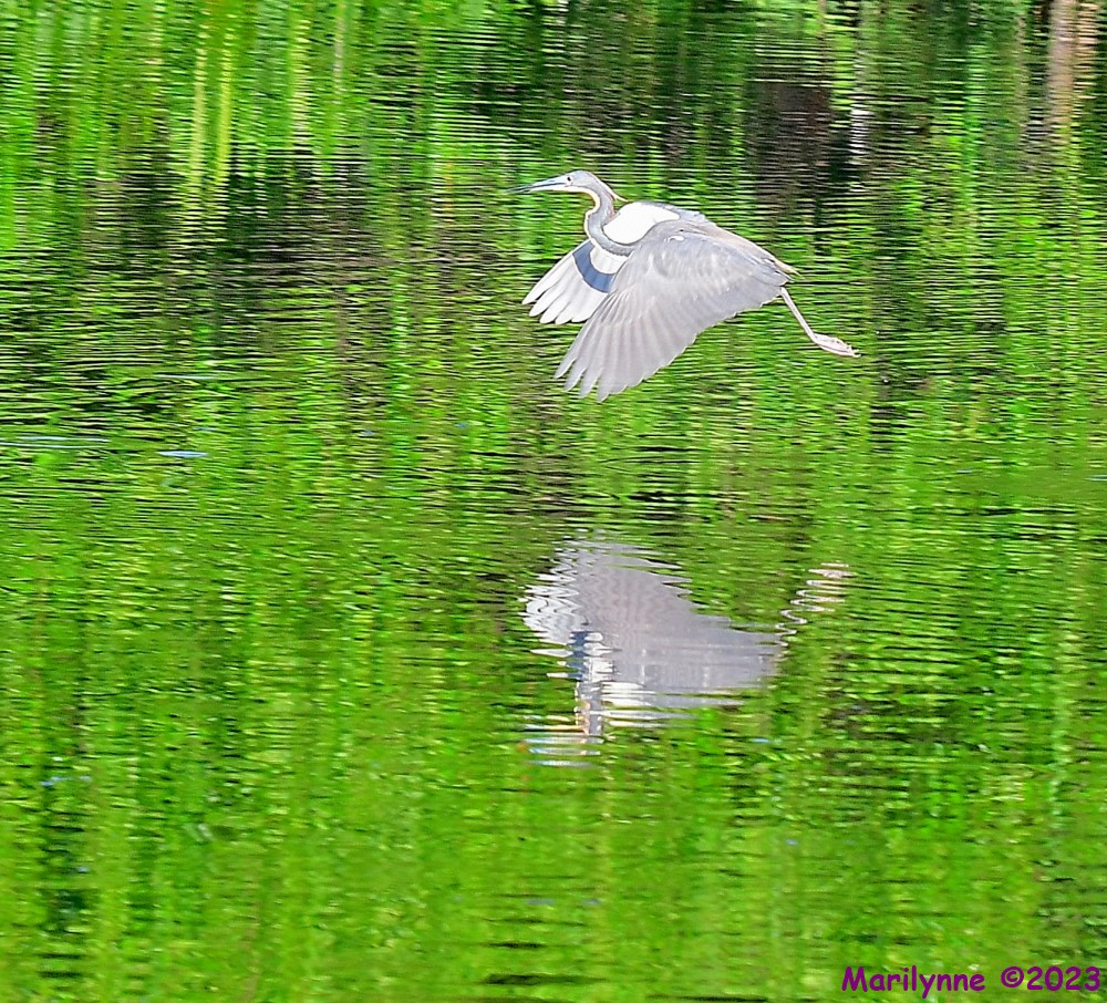 DSC_5268_001.JPG