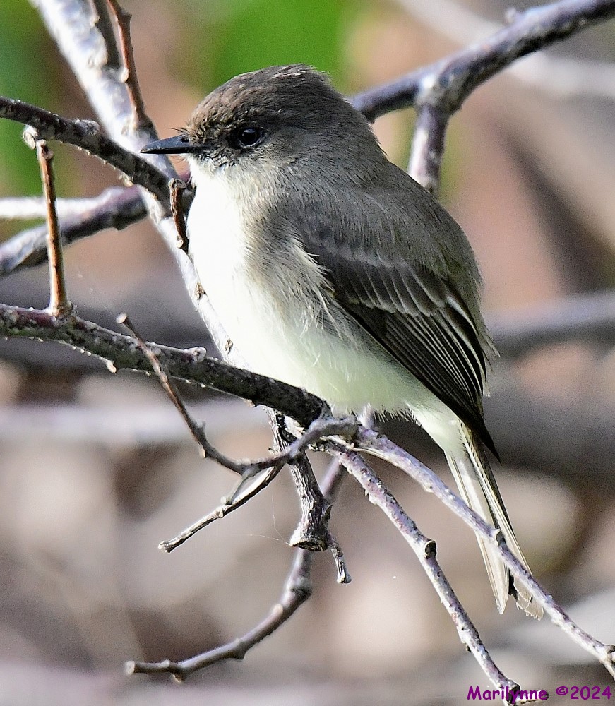DSC_5268_001.JPG