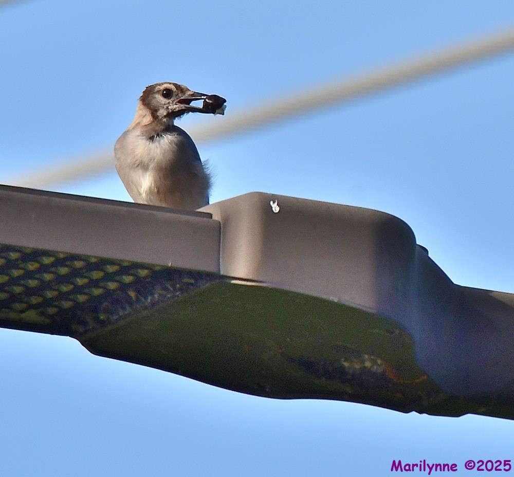 DSC_5270_001.JPG