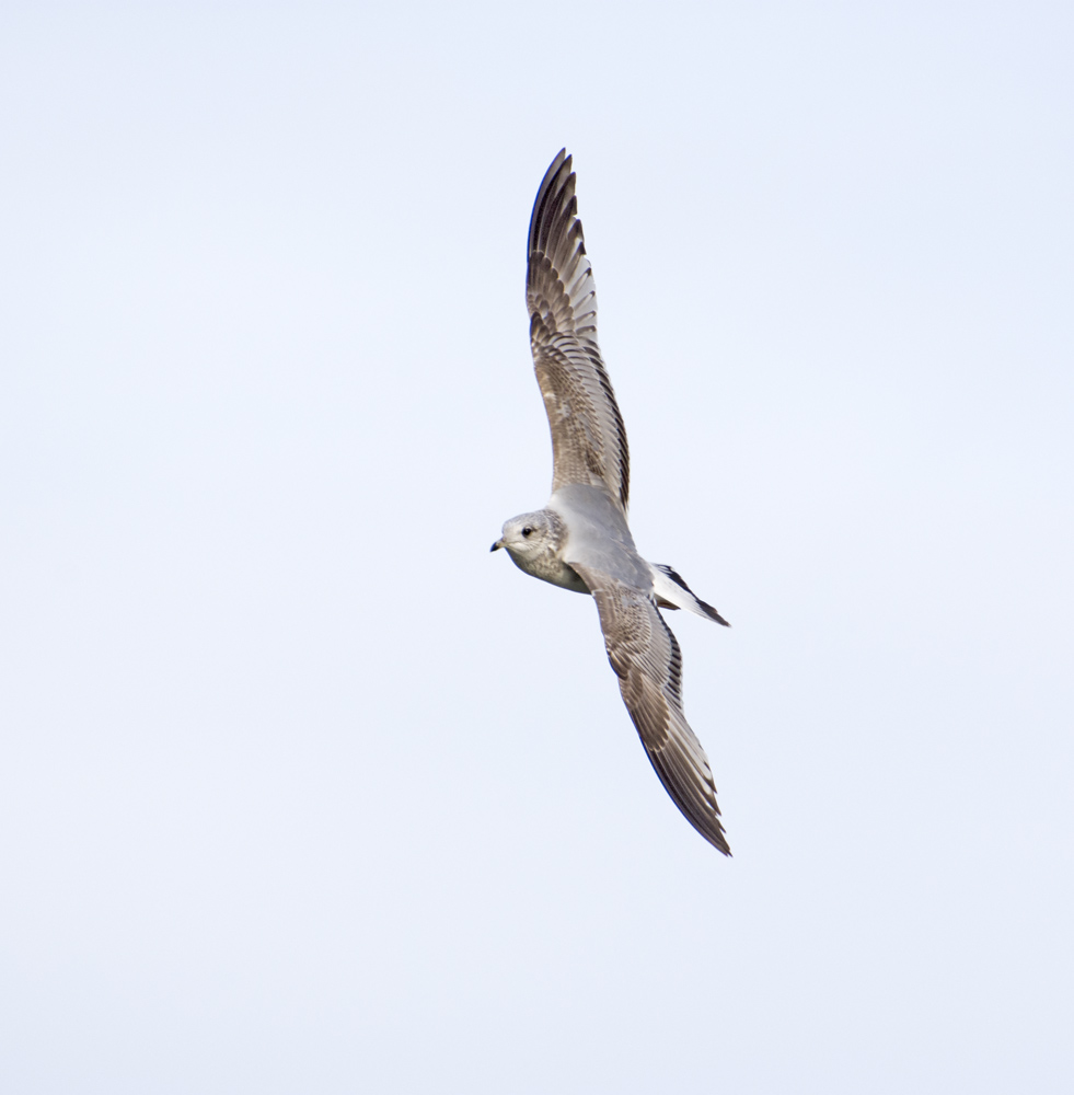 DSC_5275.jpg