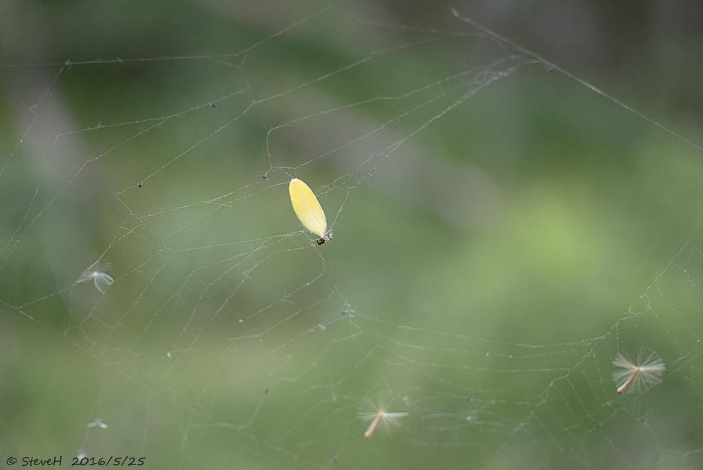 DSC_5278.jpg