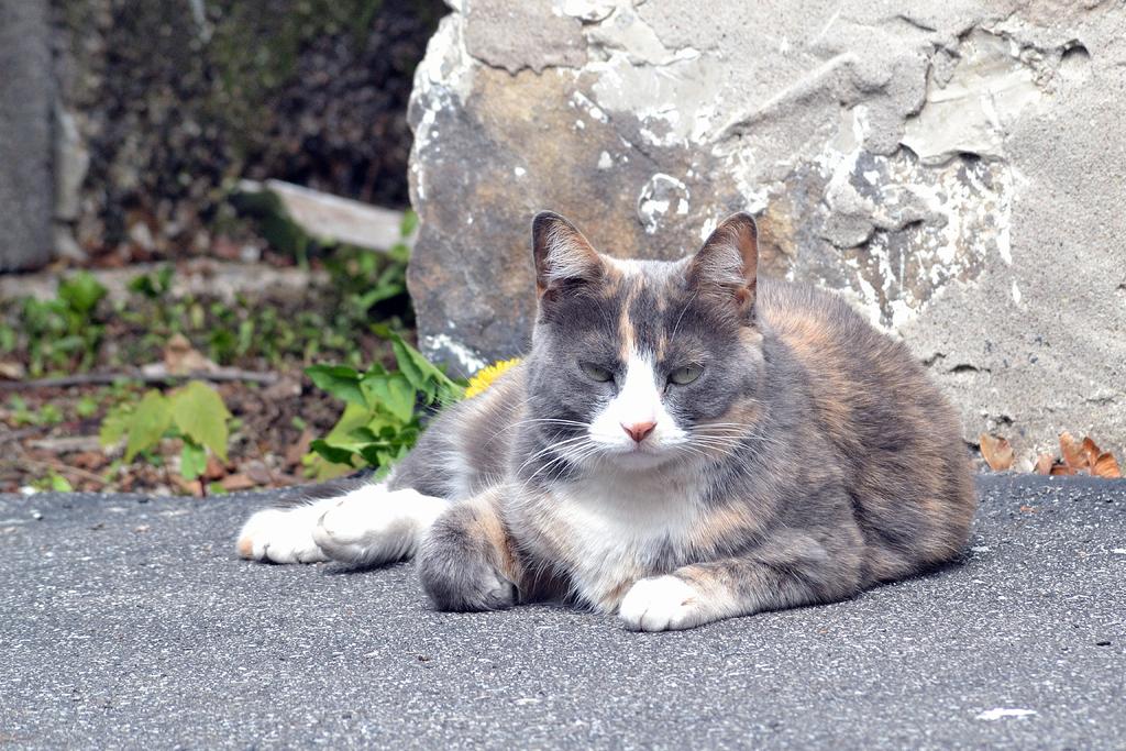 DSC_5278.jpg