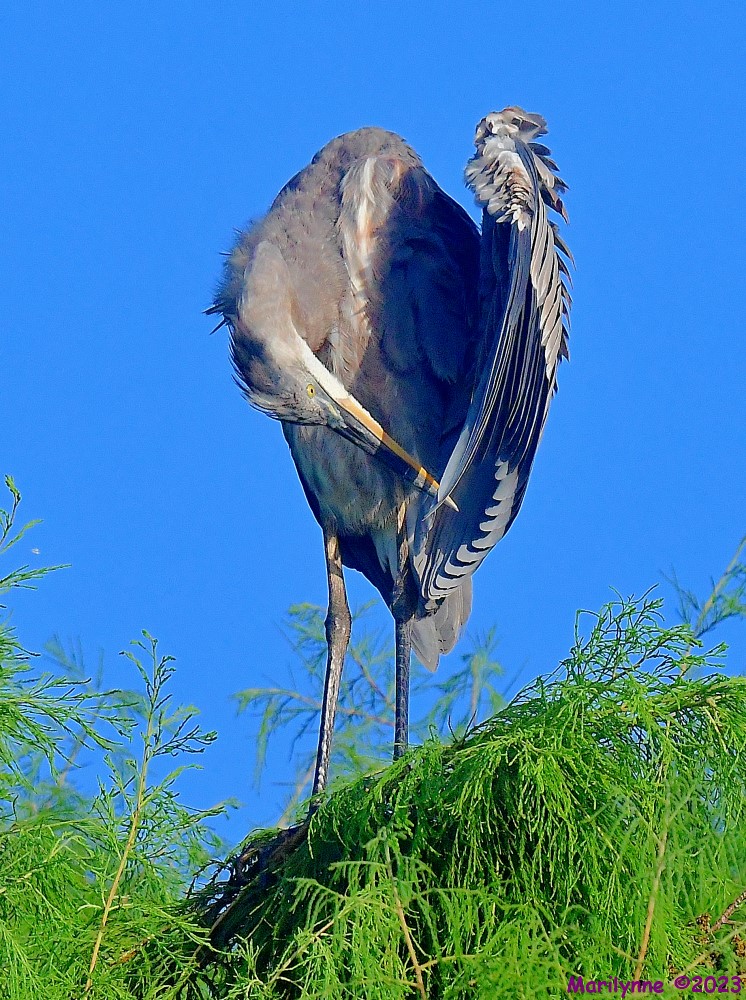 DSC_5278_001.JPG
