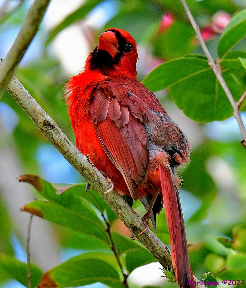 DSC_5278_stitch4_001.JPG