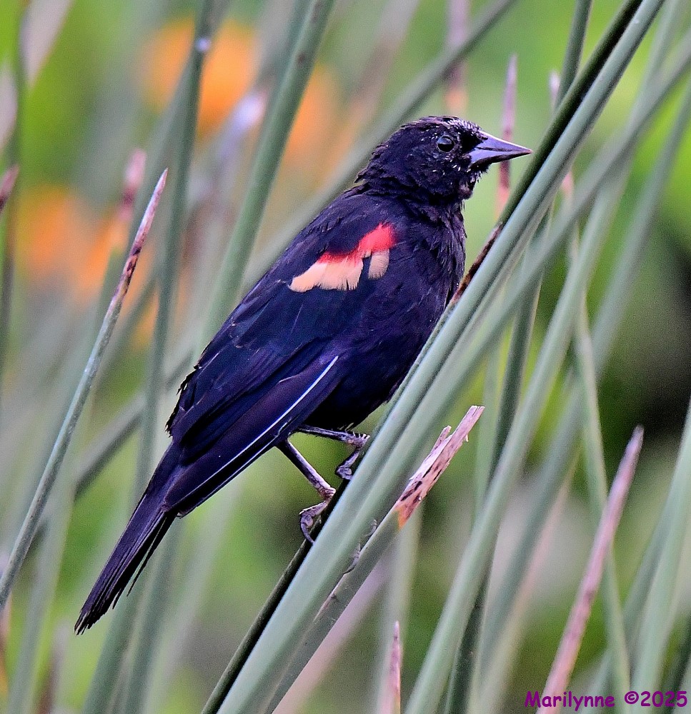DSC_5280_001.JPG