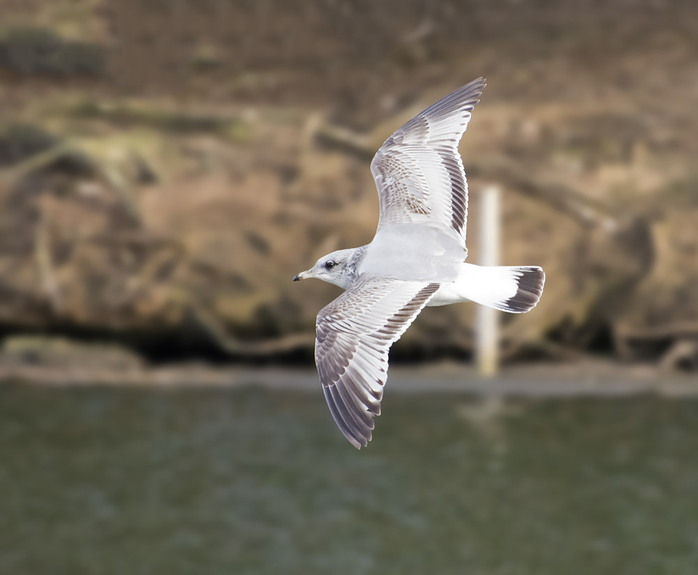 DSC_5284.jpg