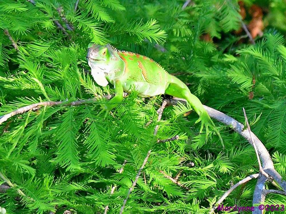 DSC_5284_001.JPG