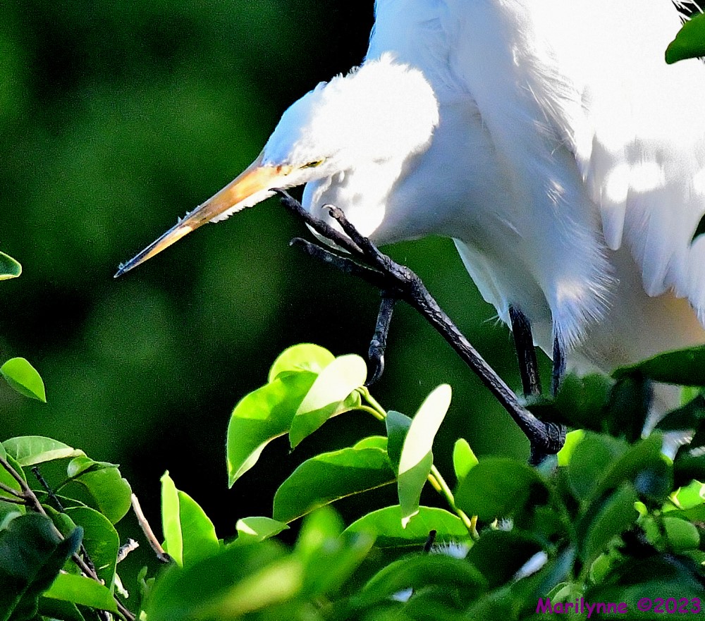 DSC_5285_001.JPG