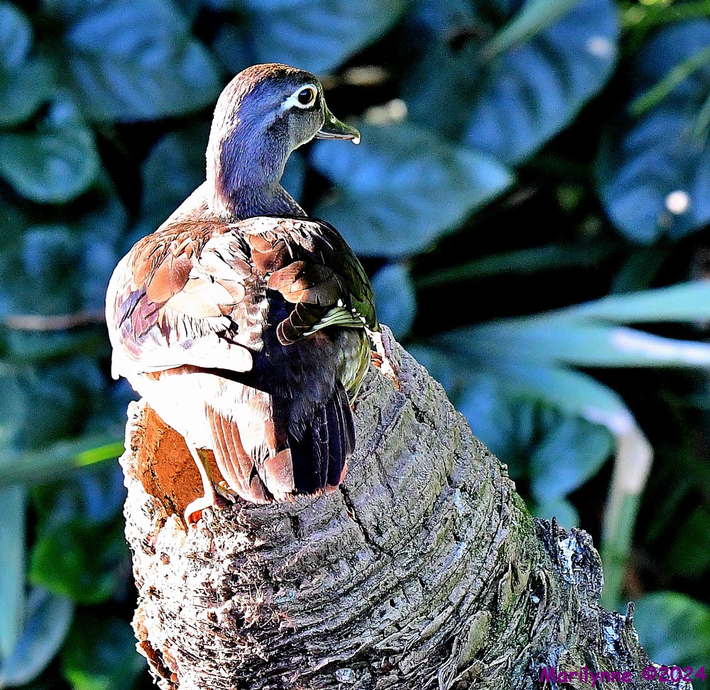 DSC_5287_001.JPG