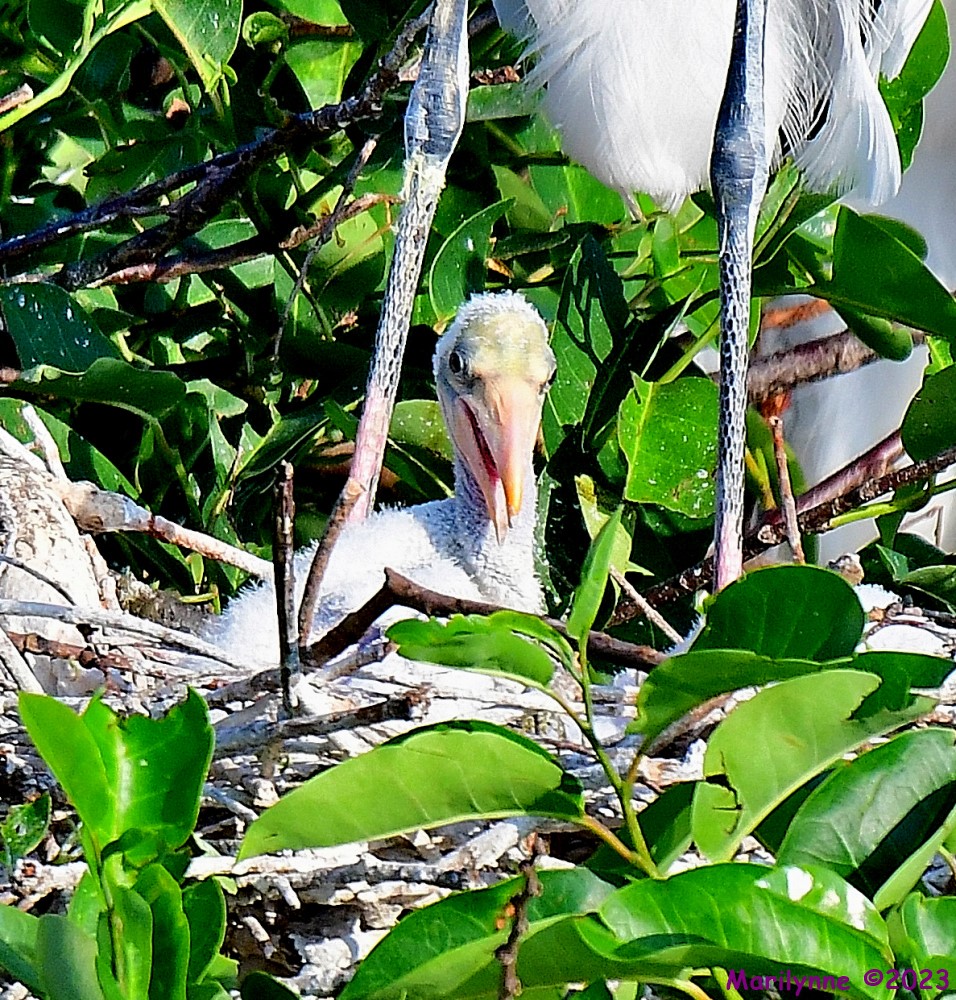 DSC_5288_001.JPG