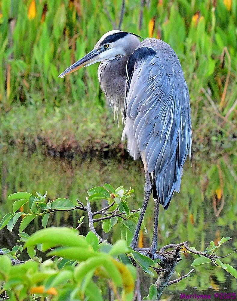 DSC_5288_001.JPG