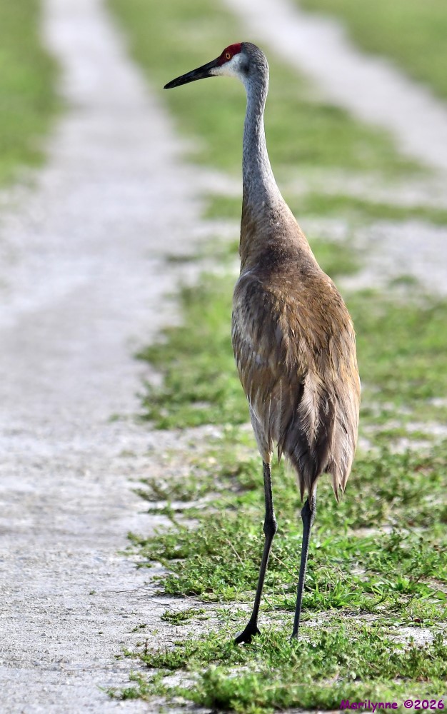 DSC_5292_001.JPG