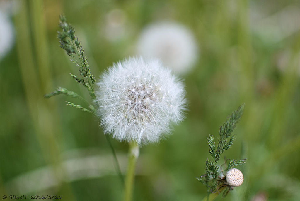 DSC_5295.jpg