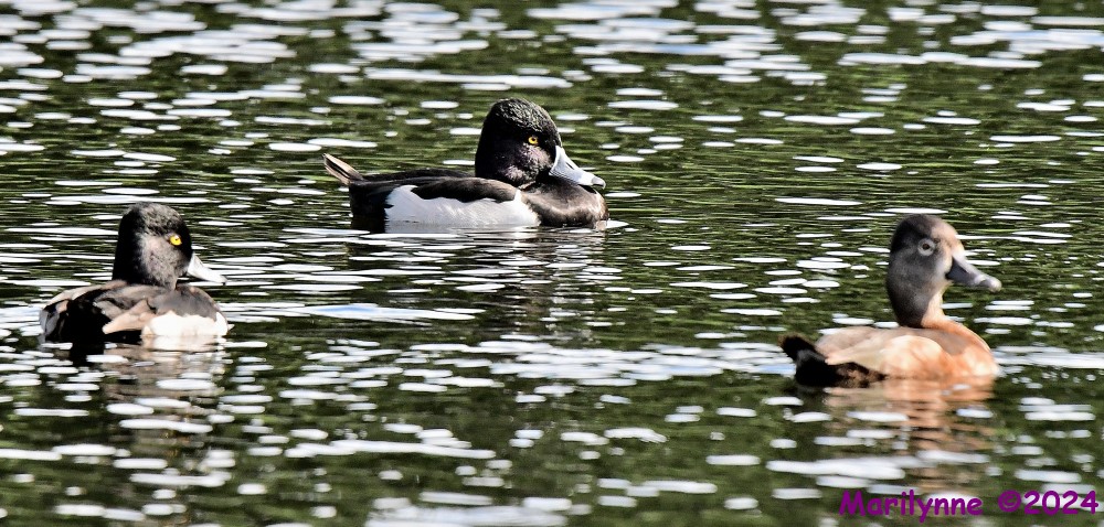 DSC_5295_001.JPG