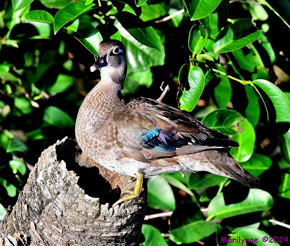 DSC_5299_001.JPG