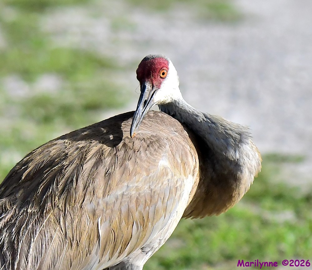 DSC_5300_001.JPG