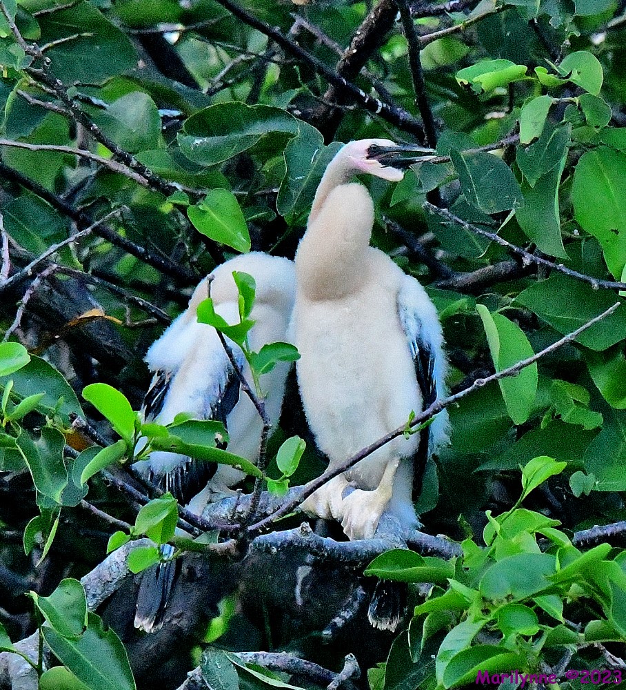 DSC_5301_001.JPG
