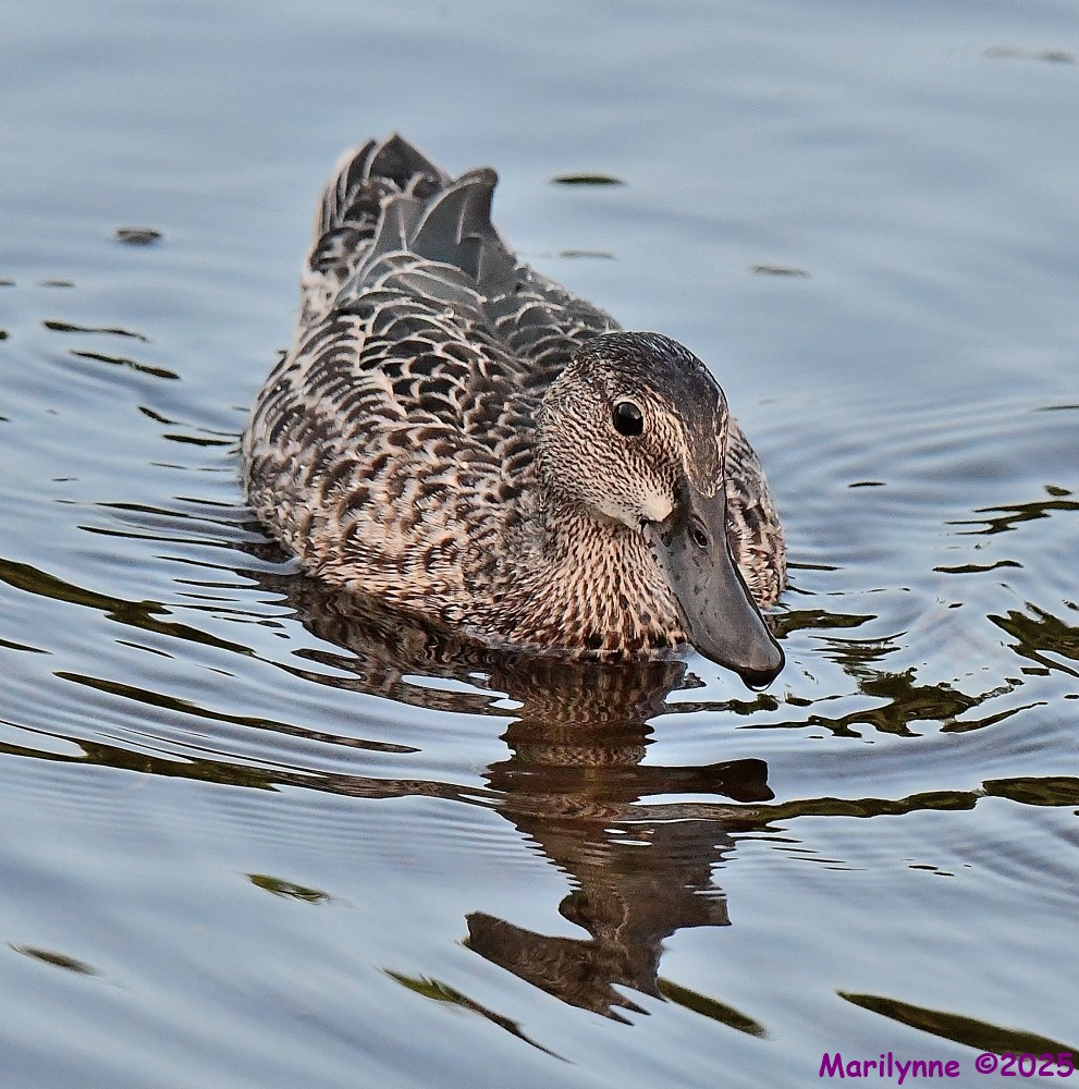 DSC_5301_001.JPG