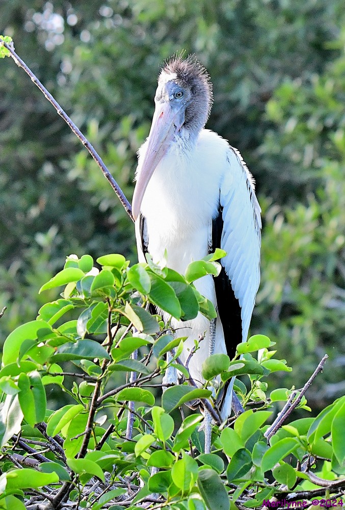 DSC_5304_001.JPG