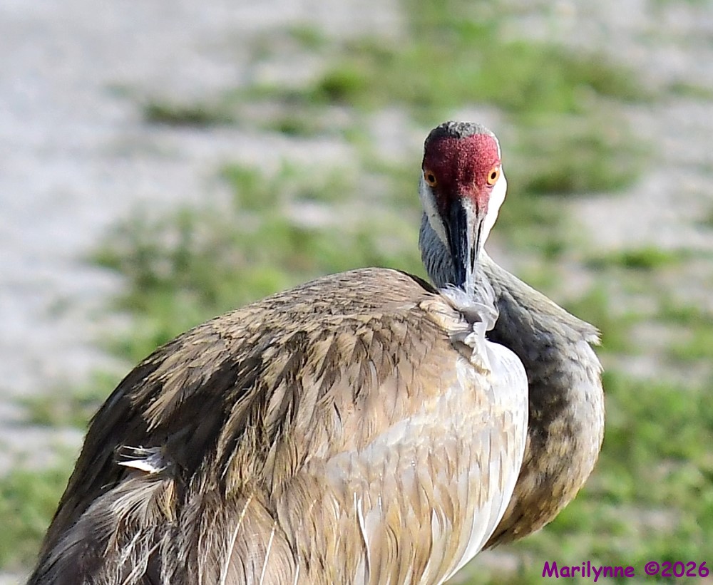 DSC_5304_001.JPG