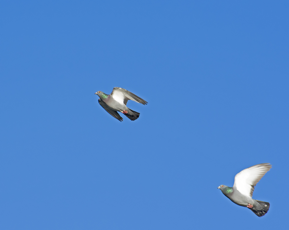 DSC_5311.jpg
