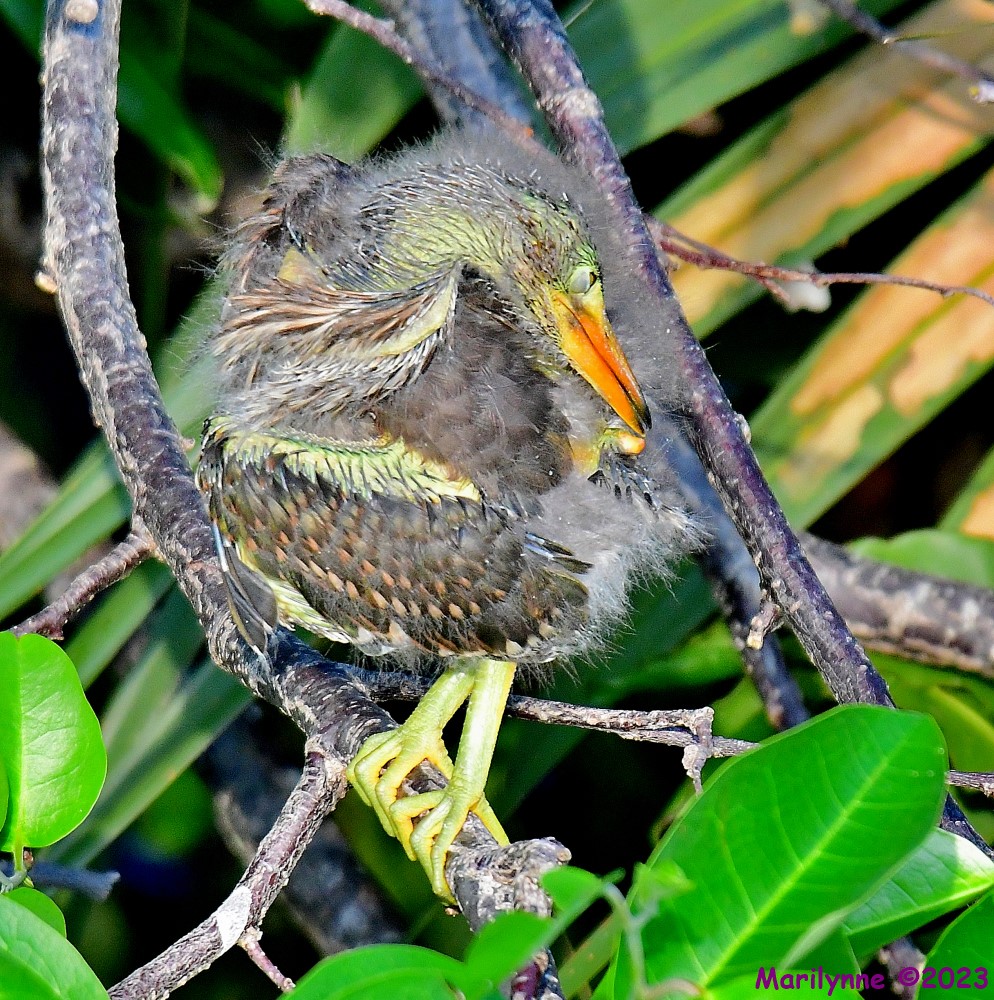 DSC_5311_001.JPG