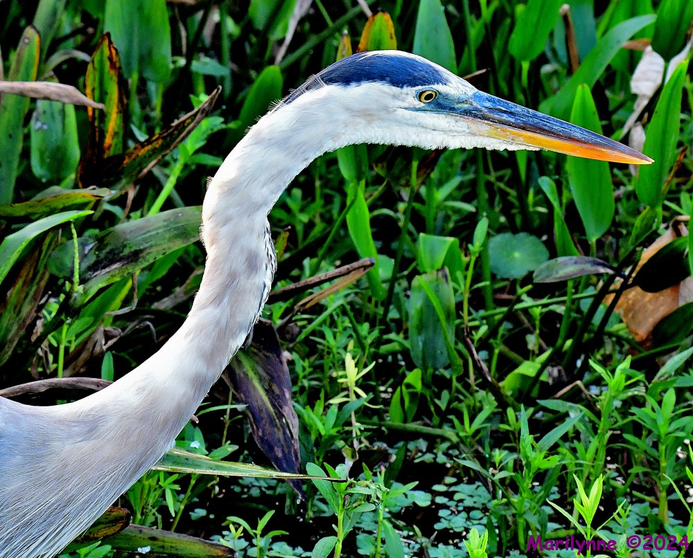 DSC_5313_001.JPG