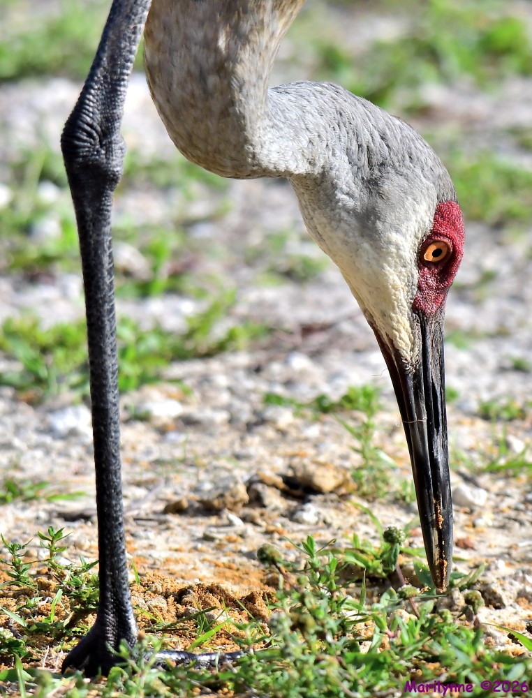 DSC_5313_001.JPG