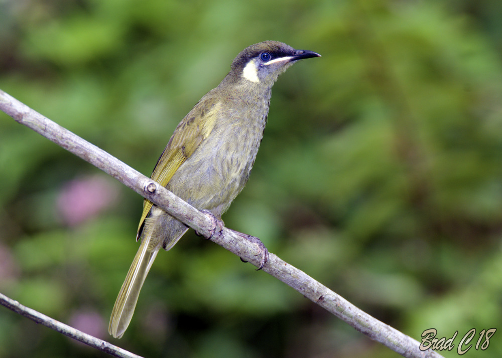 DSC_5315.jpg