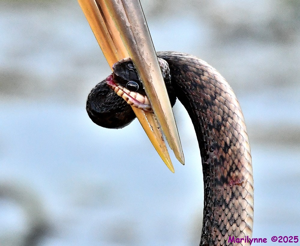 DSC_5316_001.JPG