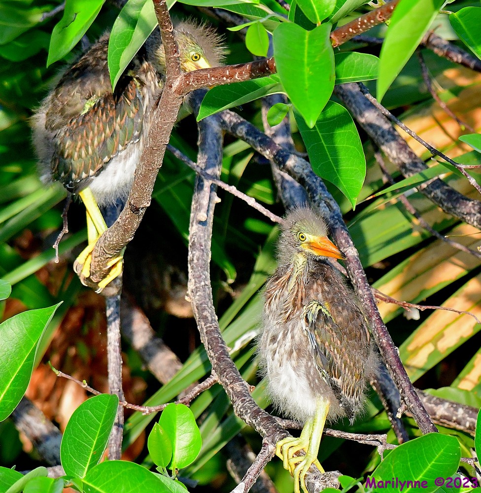 DSC_5322_001.JPG