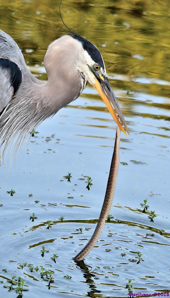 DSC_5322_001.JPG