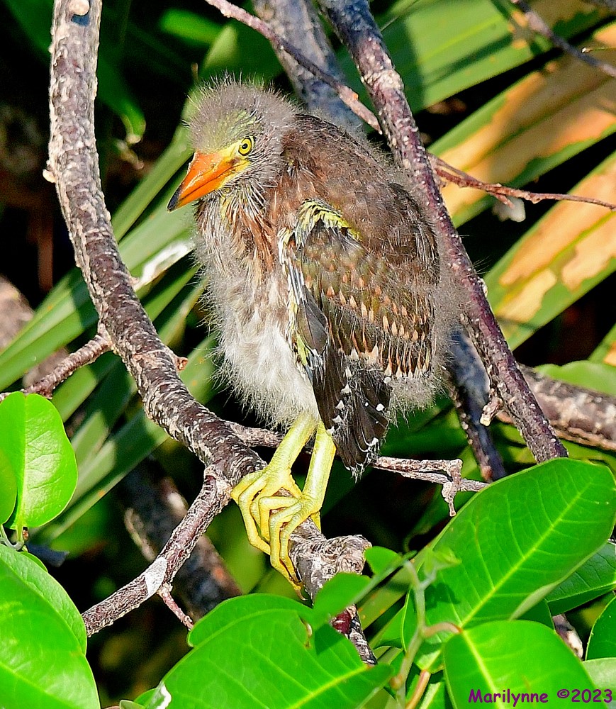 DSC_5328_001.JPG