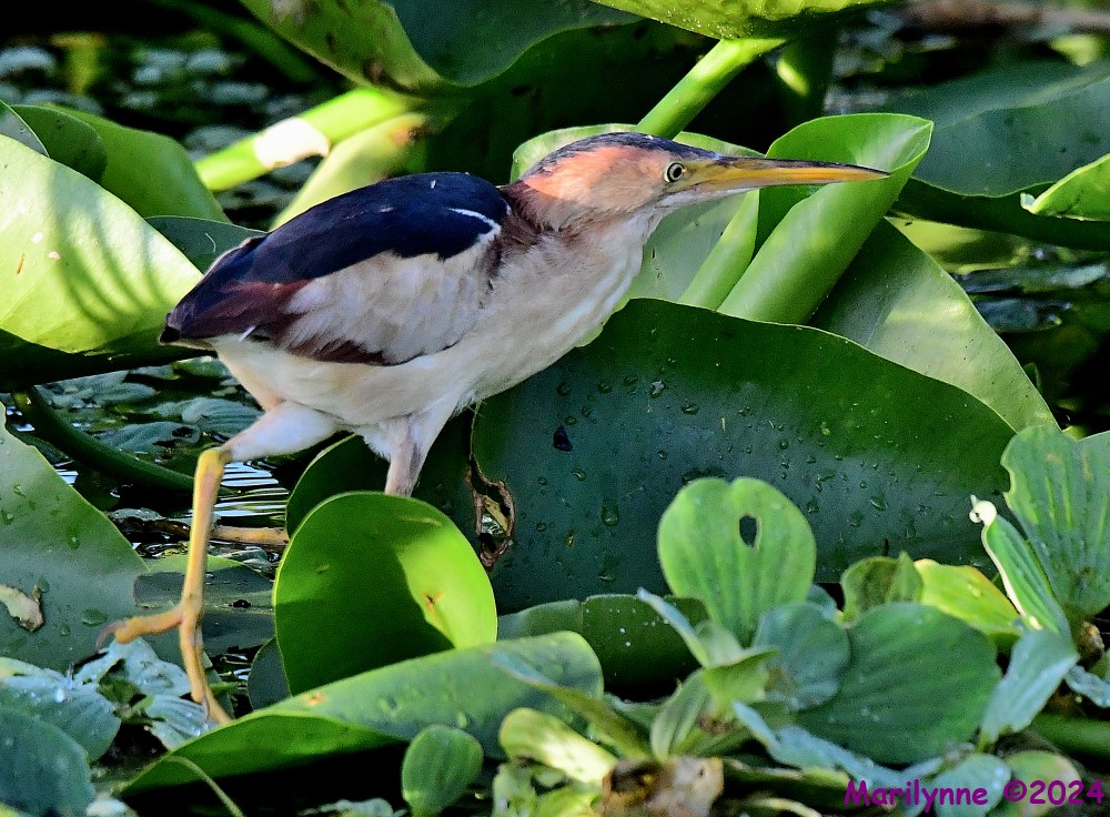 DSC_5328_001.JPG