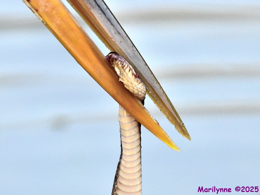 DSC_5328_001.JPG