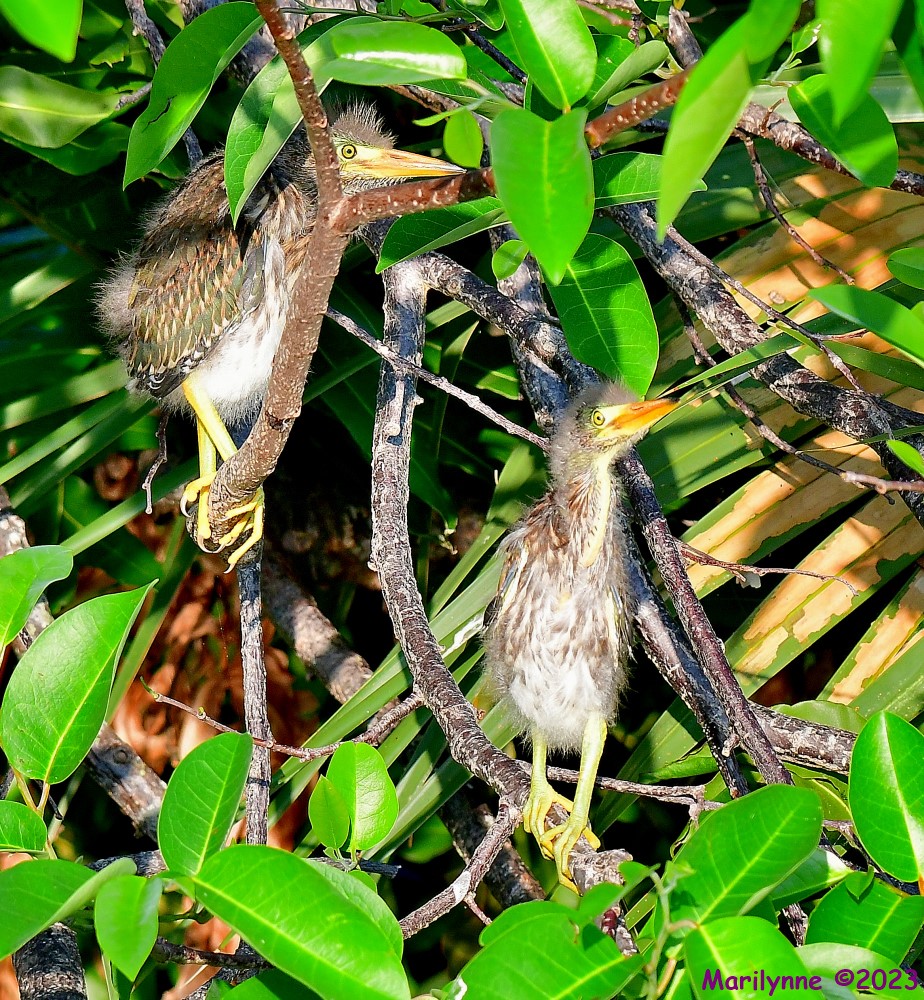 DSC_5332_001.JPG