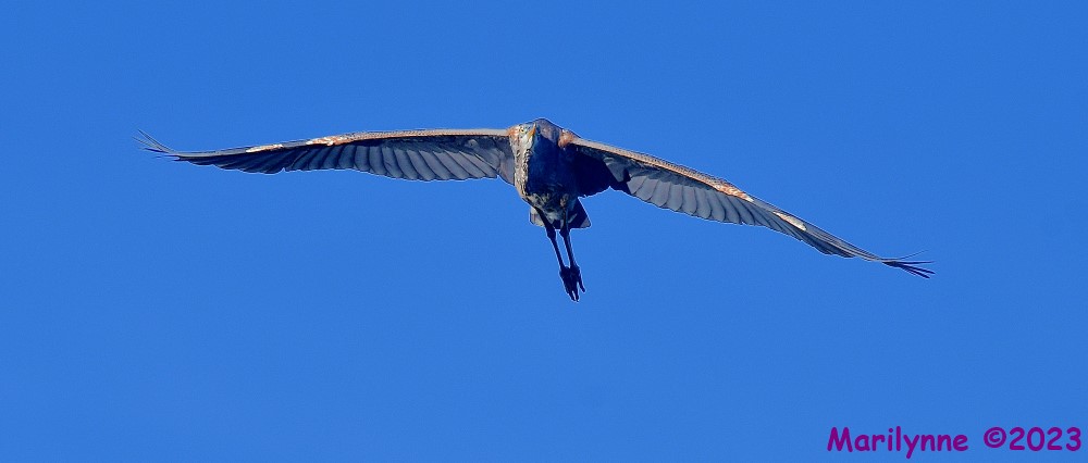 DSC_5333_001.JPG