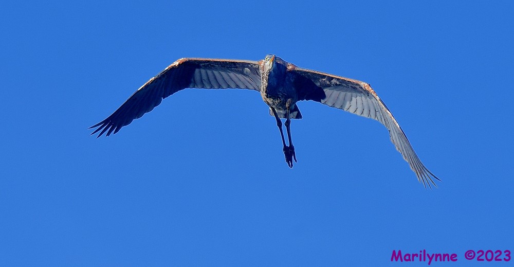 DSC_5334_001.JPG